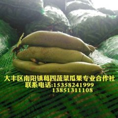 江苏大丰蒜苔刚结束，新鲜的青蚕豆又上市啦！