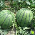 开封经营多年的西瓜、蔬菜代办处