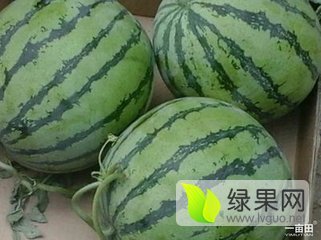 2016年安徽固镇8424西瓜价格