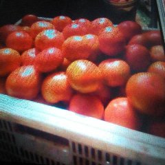 河北望都凯撒西红柿产销两旺