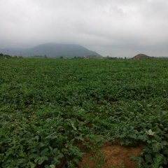 广东阳西花皮无籽西瓜价格适宜