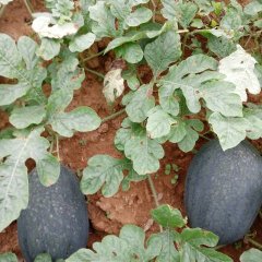 上洋镇种植西瓜荔枝历史悠久