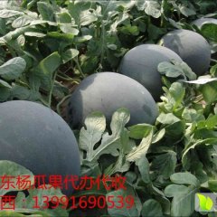 2016蒲城西瓜今年价格有看点