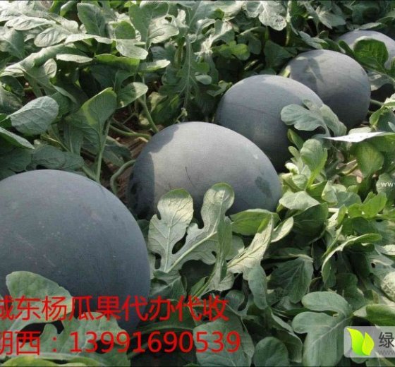 2016年陕西蒲城花皮无籽价格