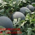 2016蒲城西瓜今年价格有看点