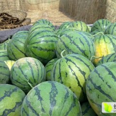 陕西大荔京欣西瓜欢迎合作