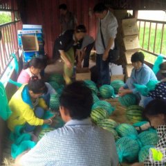 蒲城西瓜名优产品,陈庄薛文兴诚信合作