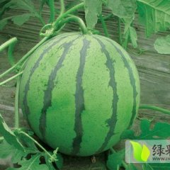 陕西渭南京欣西瓜面积大，果形端正
