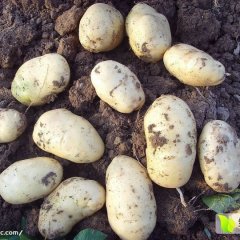 南阳宛城大量早大白上市 品质好 规模大