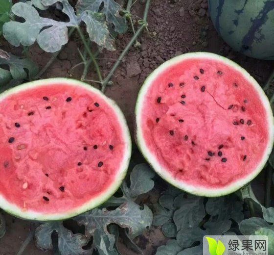 新红宝价格