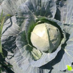 南阳新野甘蓝上货量大,城郊杨征诚信合作