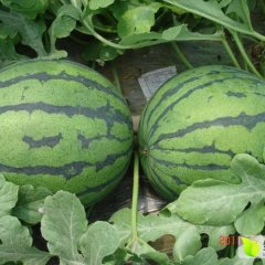 蒲城西瓜早买早赚龙阳马云龙诚信合作