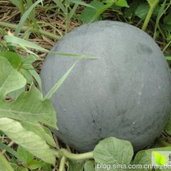 蒲城黑无籽西瓜现在陆续成熟了