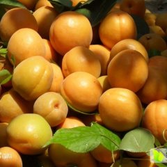 大荔范家许师傅5月金太阳杏杏子