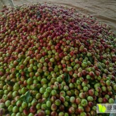 随州油桃香甜可口随县胡书记诚信代办