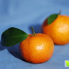 荔浦沙糖桔质量上乘,修仁赵生诚信合作