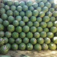 陕西定边白泥井金华一、金城五号