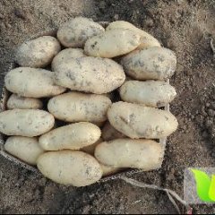 平阴土豆著名品牌,孝直陈静静诚信合作