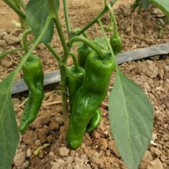 麻城辣椒假一赔十宋埠张文龙诚信合作