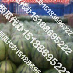 2016清苑西瓜现在订货有惊喜