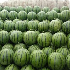 5月20号河北饶阳县西瓜开始上市1.0元