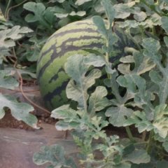 蒲城西瓜质量上乘,龙阳陈鑫诚信合作