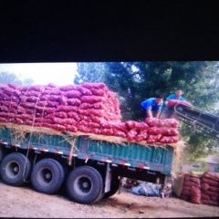 安丘担山李经理5月黄皮洋葱