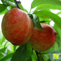 供应陕西油桃 中油13油桃上市