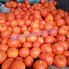 河北清苑金红冠南瓜价格适宜