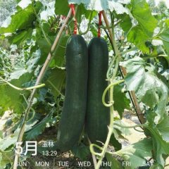 广西博白子弹头黑皮冬瓜随行就市