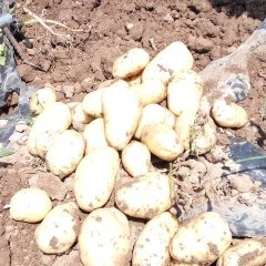 湖北云梦荷兰十五土豆逐渐升温