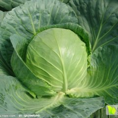 山东梁山中甘21甘蓝营养丰富