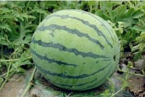 蒲城西瓜价格适宜,陈庄马德森诚信合作