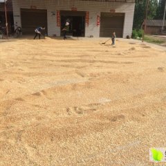 2016宜城小麦俏销大江南北