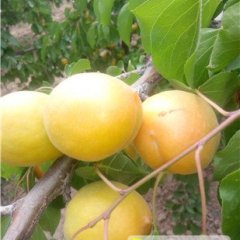 金太阳杏种植面积大，果面金黄色度好