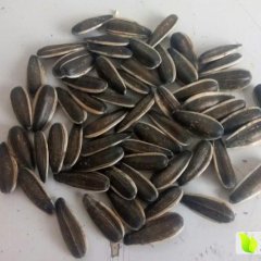 内蒙古察右中旗3638葵花欢迎合作