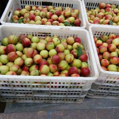 湖北随州曙光油桃口感爽口