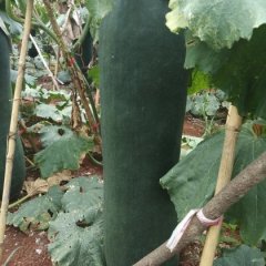 福建龙文黑优大冬瓜是名优特产