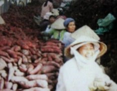 福建龙文越南红薯名优产品
