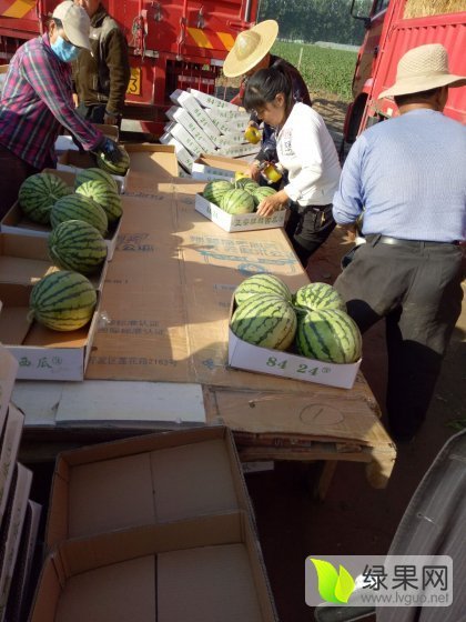 西瓜价格