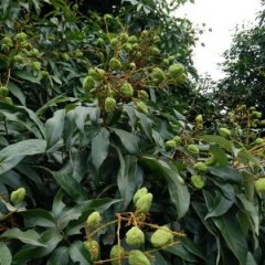 广东电白荔枝 本人从事种植荔枝20余年