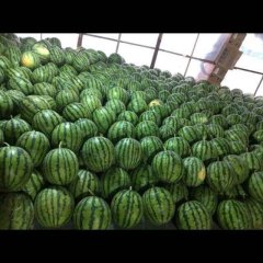 供应云南美都无籽西瓜量大价优三百亩西瓜地！