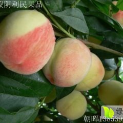 蒙阴蜜桃假一赔十,山东高向明诚信合作
