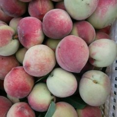 宜城市板桥店镇种桃已有多年