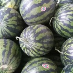 蒲城甜王0号西瓜大量上市