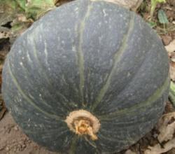 清苑清凉李赛5月黑皮南瓜