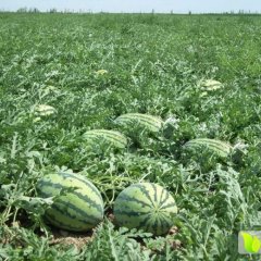 河南夏邑冠龙西瓜绿色无公害