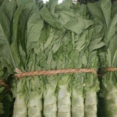 兰陵向城宋鹏2月圆叶莴苣