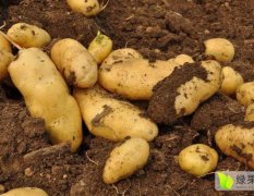 山东滕州荷兰十五土豆营养丰富