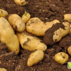 山东滕州荷兰十五土豆营养丰富